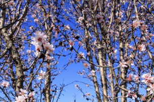 Цветение вишни /// Cherry blossom